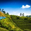 nuwara-eliya.jpg